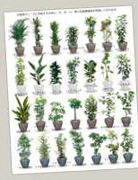 スタンダード植物一覧