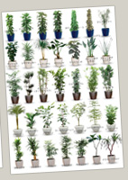 スタンダード植物一覧